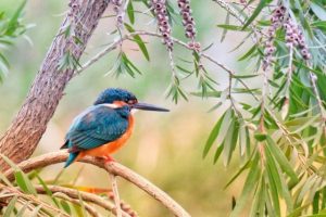 Kingfisher Bird Paint By Numbers