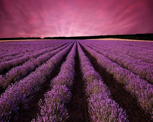 Lavender Field Paint By Numbers