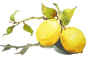 Two Lemons Paint By Numbers