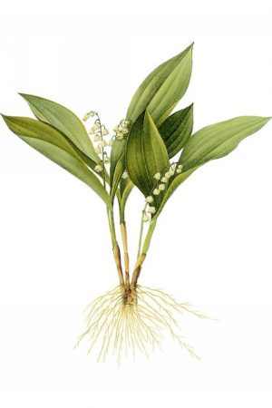 Lily Of The Valley Paint By Numbers