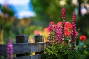 Lupine Plants Paint By Numbers