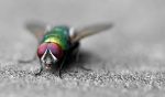 Housefly Insect Paint By Numbers
