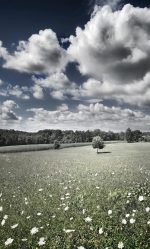 Nature Meadow Paint By Numbers