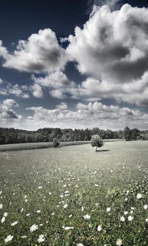Nature Meadow Paint By Numbers