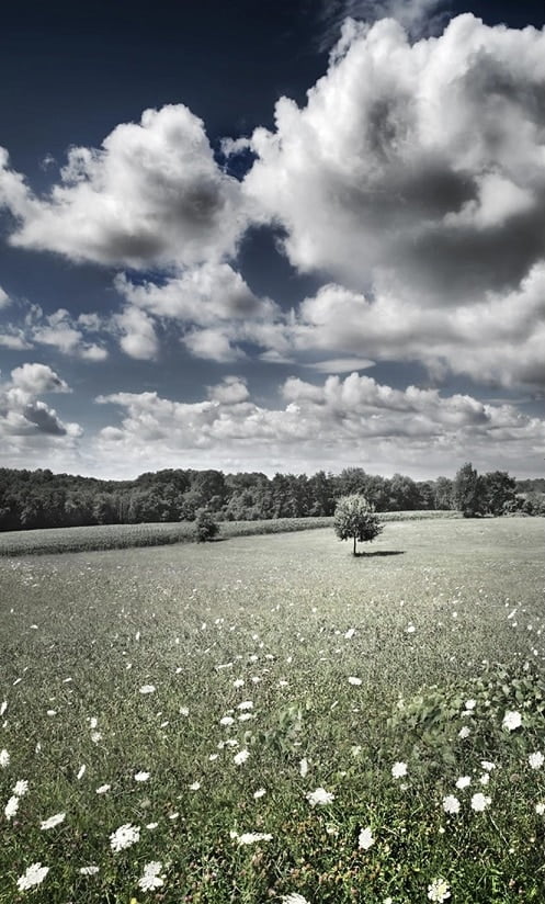 Nature Meadow Paint By Numbers