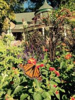 Monarch Butterfly Paint By Numbers