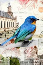 Eastern Bluebird Paint By Numbers