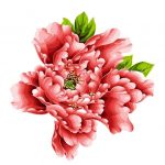 Red Peonies Paint By Numbers