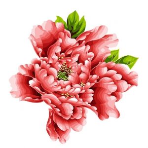 Red Peonies Paint By Numbers