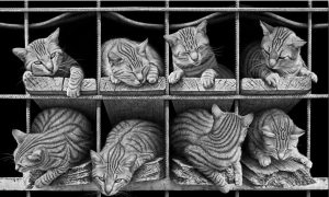 Octet Cats Animals Paint By Numbers