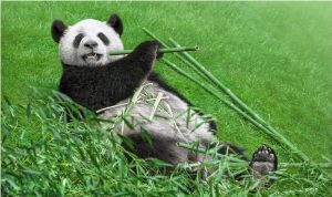 Panda In Grass Paint By Numbers