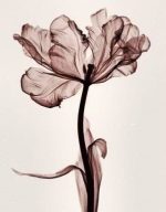 Parrot Tulip Paint By Numbers