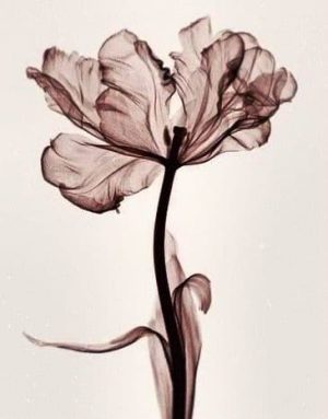 Parrot Tulip Paint By Numbers