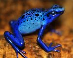 Poison Frog Paint By Numbers