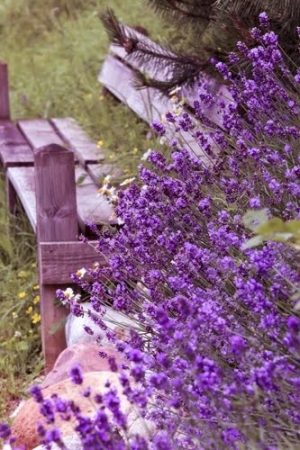 Lavenders Paint By Numbers