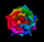 Rainbow Rose Paint By Numbers