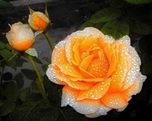 Orange Roses Paint By Numbers