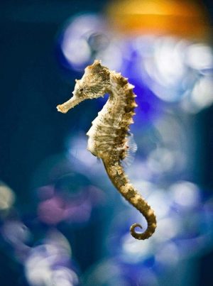Seahorse Paint By Numbers