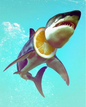 Lemon Shark Paint By Numbers