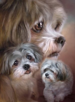 Shih Tzu Dogs Paint By Numbers