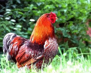 Rooster Bird paint by numbers