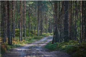 Forest Path Paint By Numbers