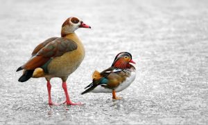 Mandarin Ducks Paint By Numbers