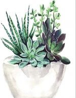 Succulent Pot Paint By Numbers