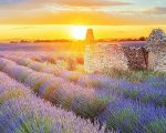 Sunrise Over Lavender Field Paint By Numbers