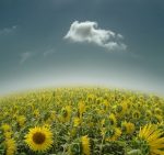 Sunflowers Field Paint By Numbers