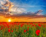 sunset poppy field paint by numbers