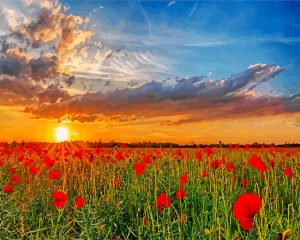 sunset poppy field paint by numbers