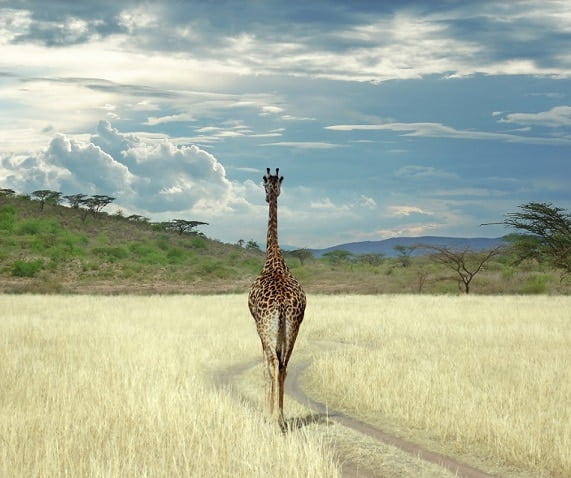 Safari Giraffe paint By Numbers