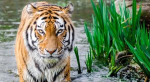 Wild Bengal Tiger Paint By Numbers