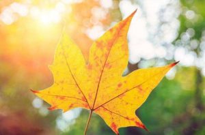 Fall Leaf Paint By Numbers