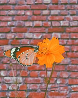 Orange Butterfly Paint By Numbers