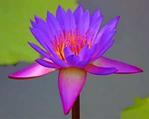 Beautiful Purple Lotus NEW Paint By Numbers