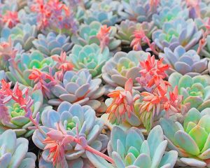 Succulent Plants Paint By Numbers