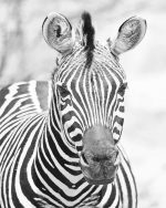 Black And White Zebra Paint By Numbers