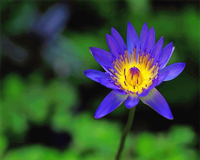 Blue Lotus Flower Paint By Numbers