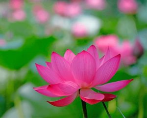 Pinky Lotus Flower Paint By Numbers