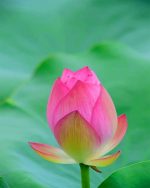 Sacred Lotus Paint By Numbers