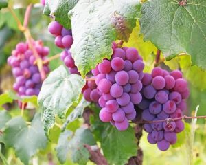 Purple Grapes Paint By Numbers