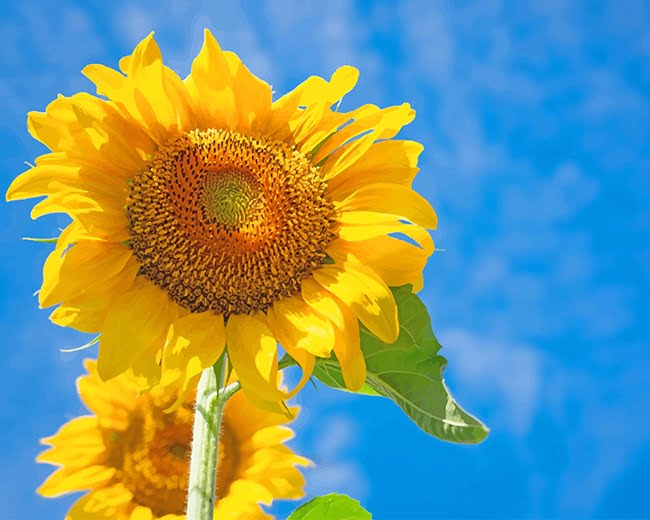 Blooming Sunflower Paint By Numbers