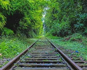 Forest Train Railway Paint By Numbers