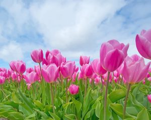 Pink Tulips Paint By Numbers