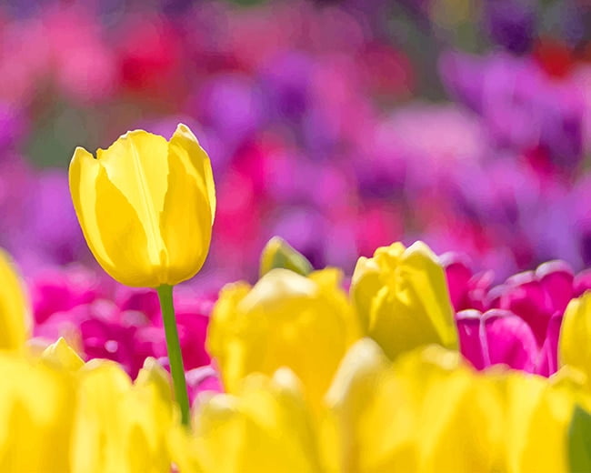 yellow tulips paint by numbers