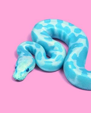 Blue Snake Paint By Numbers