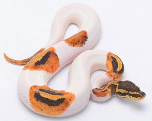 Ball Python Snake Paint By Numbers