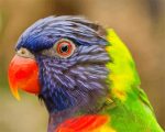 Rainbow lorikeet Paint By Numbers